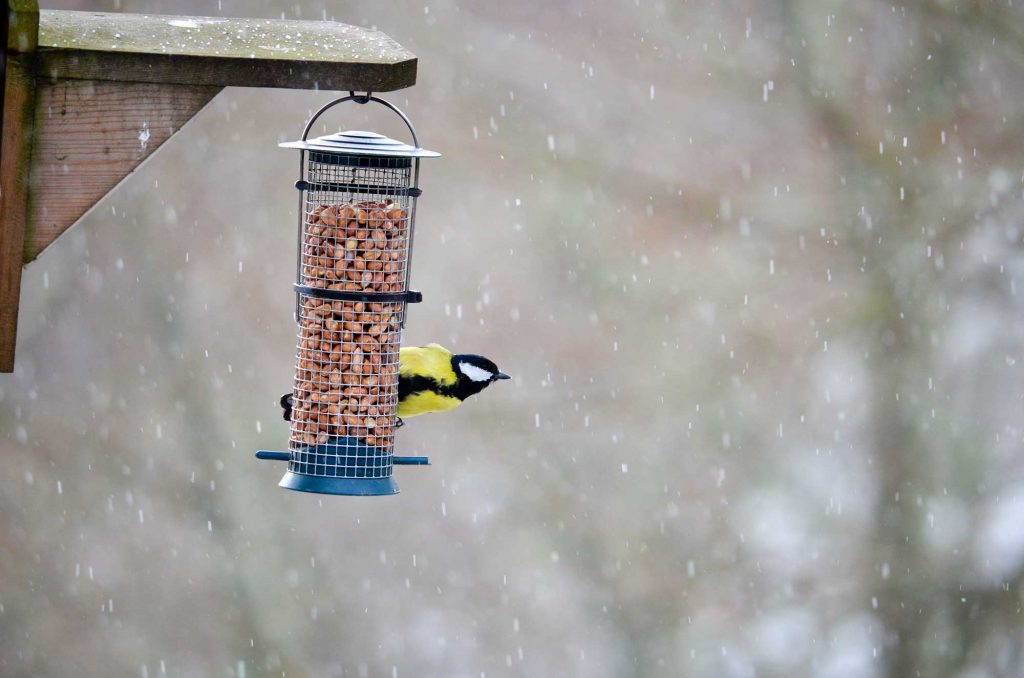National Bird-Feeding Month